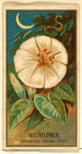 Moonflower (Ipomoea Bona Nox), from the Flowers series for Old Judge Cigarettes MET DP821999