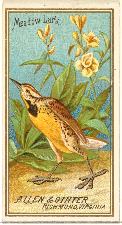 Meadow Lark, from the Birds of America series (N4) for Allen & Ginter Cigarettes Brands MET DP828719