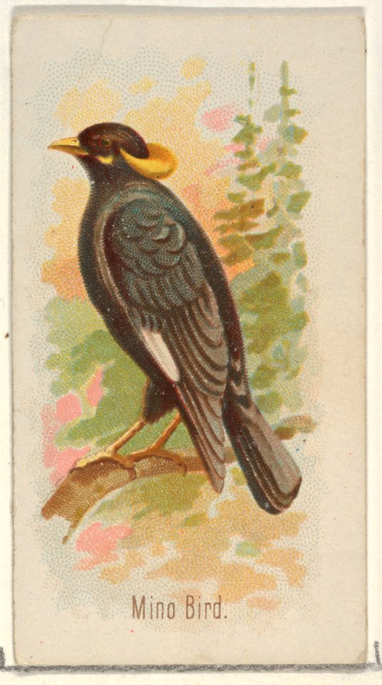 Mino Bird, from the Song Birds of the World series (N23) for Allen & Ginter Cigarettes MET DP835281