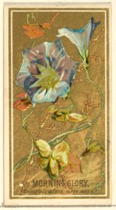 Morning Glory (Convolvalus arrensis), from the Flowers series for Old Judge Cigarettes MET DP822038