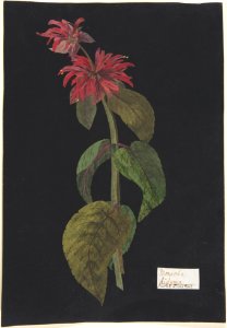 Monarda didyma-Scarlet Lion's Tail MET DP804396