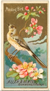 Mockingbird, from the Birds of America series (N4) for Allen & Ginter Cigarettes Brands MET DP828741