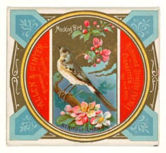 Mockingbird, from the Birds of America series (N37) for Allen & Ginter Cigarettes MET DP838986