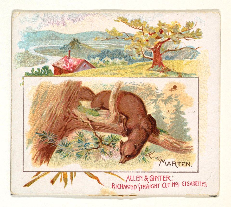 Marten, from Quadrupeds series (N41) for Allen & Ginter Cigarettes MET DP839220
