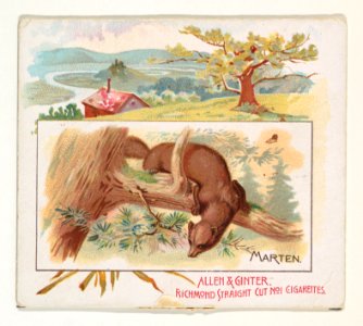 Marten, from Quadrupeds series (N41) for Allen & Ginter Cigarettes MET DP839220