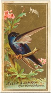 Martin, from the Birds of America series (N4) for Allen & Ginter Cigarettes Brands MET DP828735