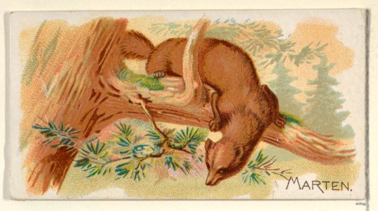 Marten, from the Quadrupeds series (N21) for Allen & Ginter Cigarettes MET DP835128