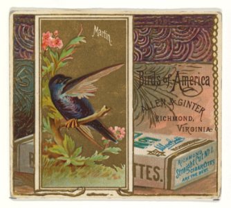 Martin, from the Birds of America series (N37) for Allen & Ginter Cigarettes MET DP838984