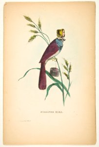 Milliner Bird (Minnie Doyle), from The Comic Natural History of the Human Race MET DP813075