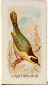 Maryland Yellow-throat, from the Song Birds of the World series (N23) for Allen & Ginter Cigarettes MET DP835280