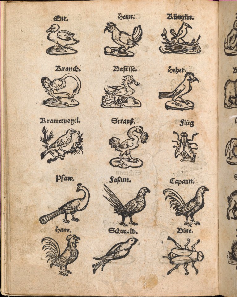 Modelbuch aller Art Nehens vn Stickens (Page 13v) MET DP369100