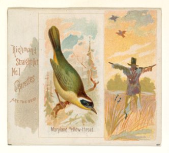Maryland Yellow-throat, from the Song Birds of the World series (N42) for Allen & Ginter Cigarettes MET DP839265