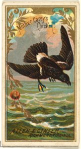 Mother Carey's Chicken, from the Birds of America series (N4) for Allen & Ginter Cigarettes Brands MET DP828744
