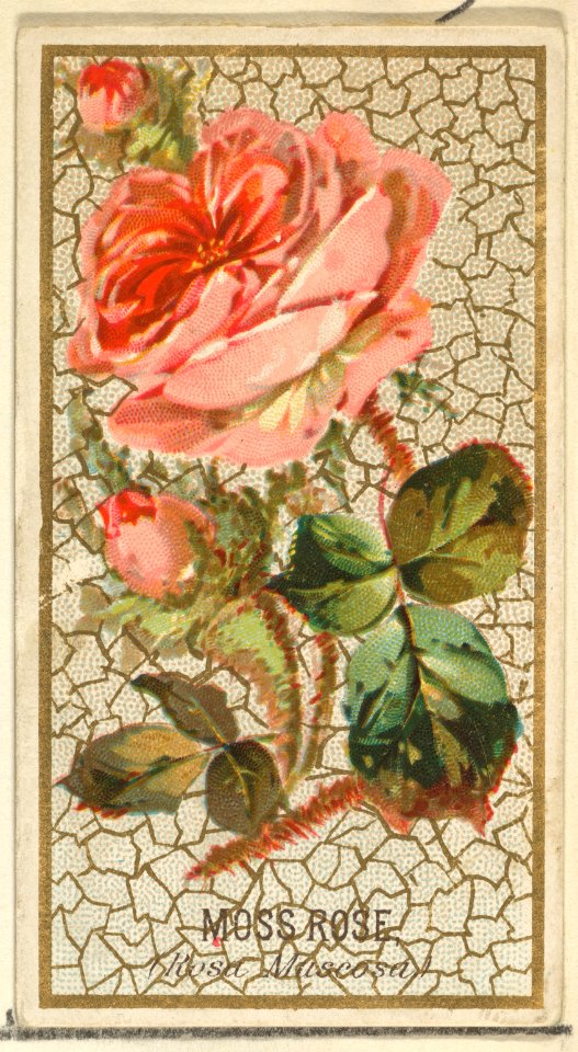 Moss Rose (Rosa Muscosa), from the Flowers series for Old Judge Cigarettes MET DP822034