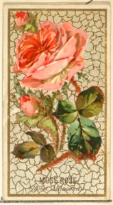Moss Rose (Rosa Muscosa), from the Flowers series for Old Judge Cigarettes MET DP822034
