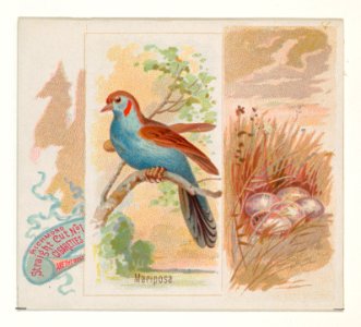 Mariposa, from the Song Birds of the World series (N42) for Allen & Ginter Cigarettes MET DP839264
