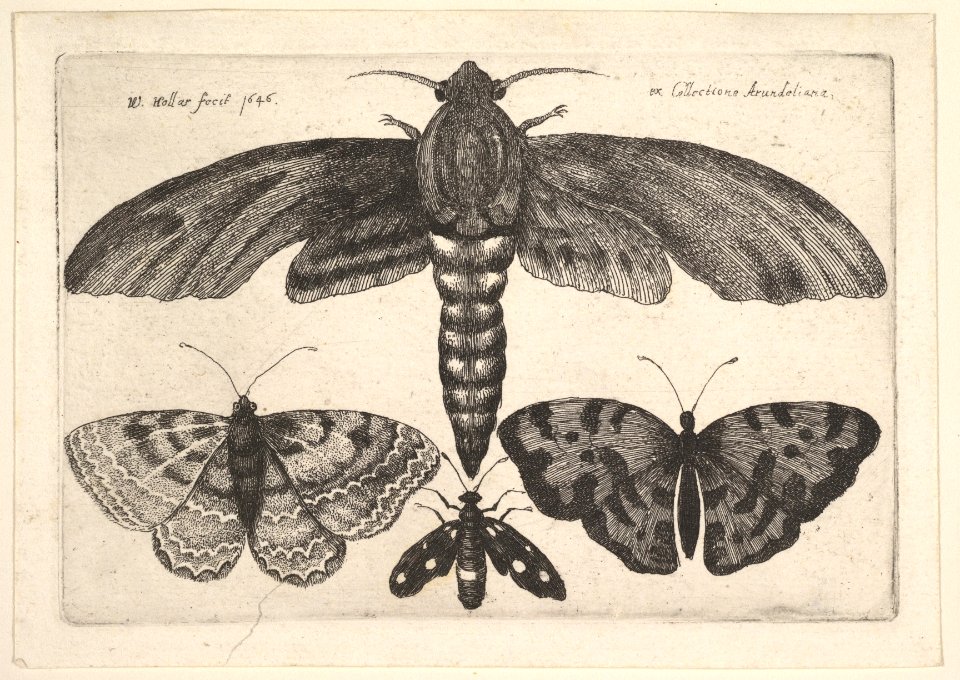Moth andt three butterflies MET DP823963