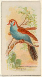 Mariposa, from the Song Birds of the World series (N23) for Allen & Ginter Cigarettes MET DP835279