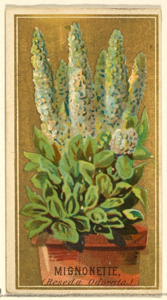 Mignonette (Reseda Odorata), from the Flowers series for Old Judge Cigarettes MET DP822037