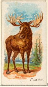 Moose, from the Quadrupeds series (N21) for Allen & Ginter Cigarettes MET DP835130