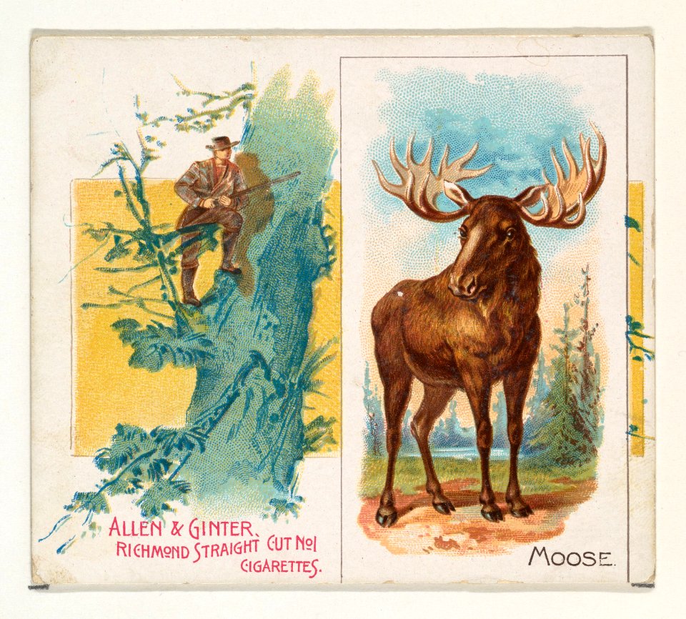 Moose, from Quadrupeds series (N41) for Allen & Ginter Cigarettes MET DP839222