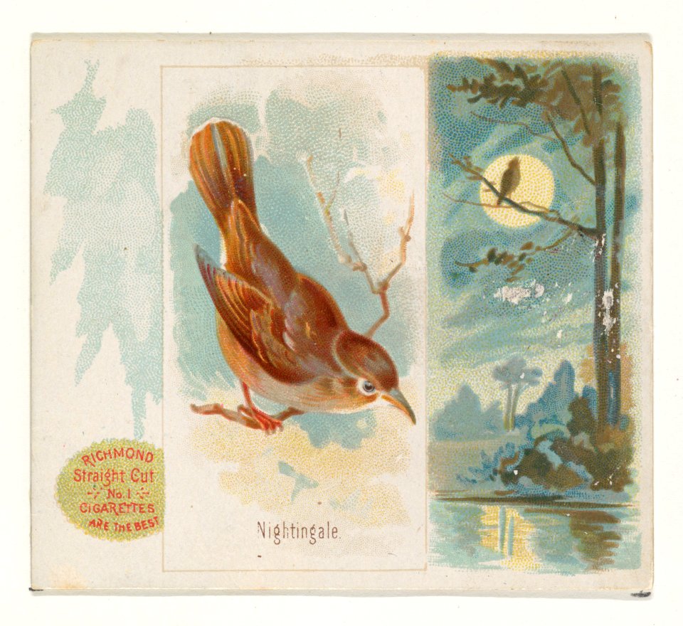 Nightingale, from the Song Birds of the World series (N42) for Allen & Ginter Cigarettes MET DP839267
