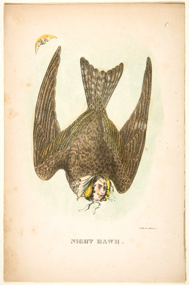 Night Hawk, from The Comic Natural History of the Human Race MET DP813091