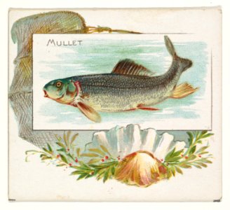 Mullet, from Fish from American Waters series (N39) for Allen & Ginter Cigarettes MET DP839100