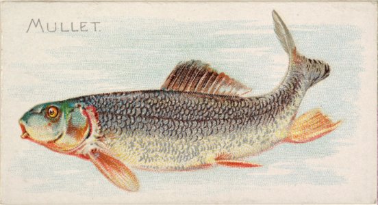 Mullet, from the Fish from American Waters series (N8) for Allen & Ginter Cigarettes Brands MET DP830399