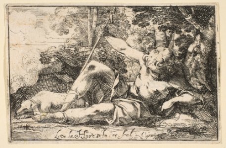 Narcissus MET DP817105