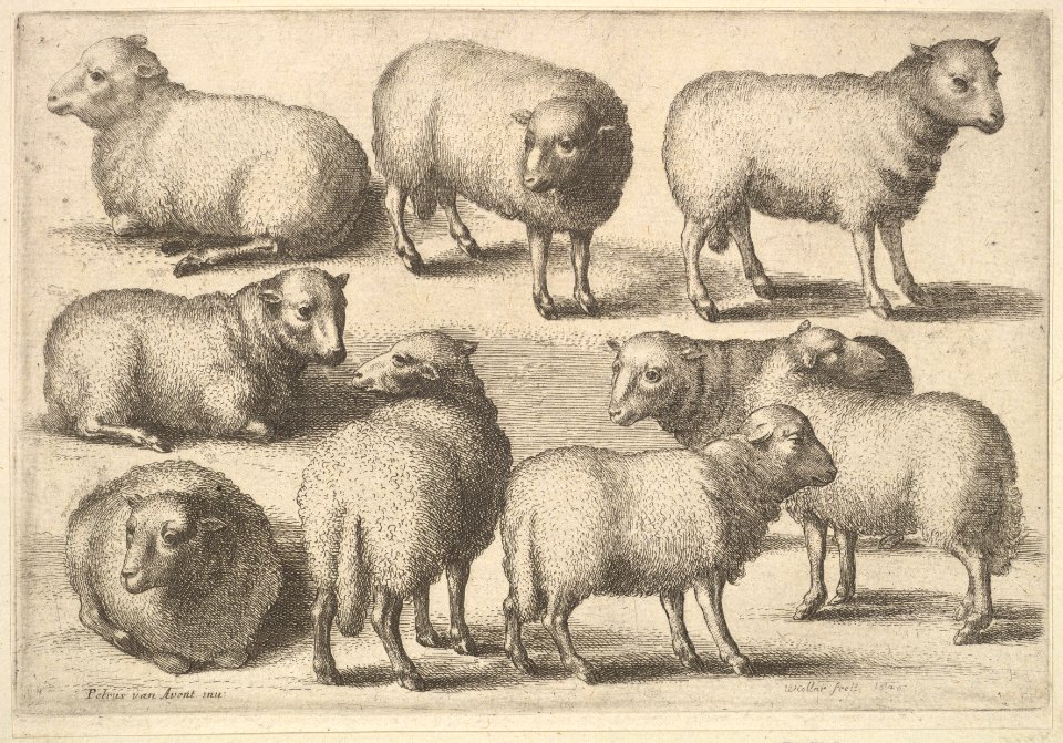 Nine sheep MET DP823981