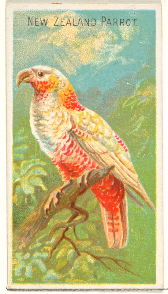 New Zealand Parrot, from the Birds of the Tropics series (N5) for Allen & Ginter Cigarettes Brands MET DP829169
