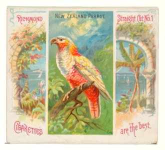 New Zealand Parrot, from Birds of the Tropics series (N38) for Allen & Ginter Cigarettes MET DP839031