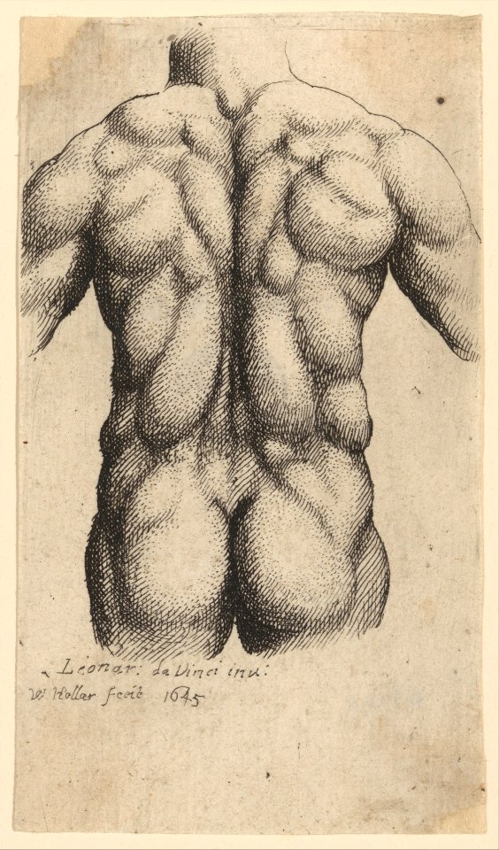 Naked male torso seen from behind MET DP257246