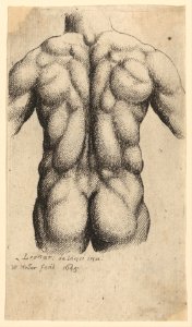 Naked male torso seen from behind MET DP257246