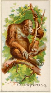 Orangoutang, from the Quadrupeds series (N21) for Allen & Ginter Cigarettes MET DP835133
