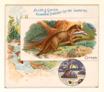 Otter, from Quadrupeds series (N41) for Allen & Ginter Cigarettes MET DP839226
