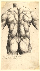 Naked male torso seen from behind MET DP823722