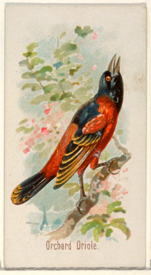 Orchard Oriole, from the Song Birds of the World series (N23) for Allen & Ginter Cigarettes MET DP835283