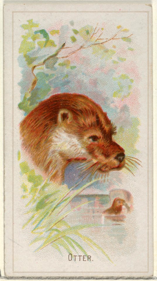 Otter, from the Wild Animals of the World series (N25) for Allen & Ginter Cigarettes MET DP836499
