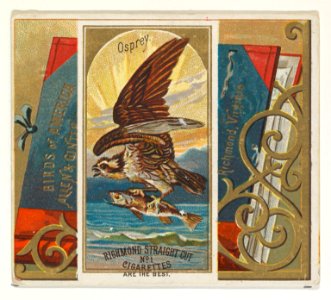 Osprey, from the Birds of America series (N37) for Allen & Ginter Cigarettes MET DP838988