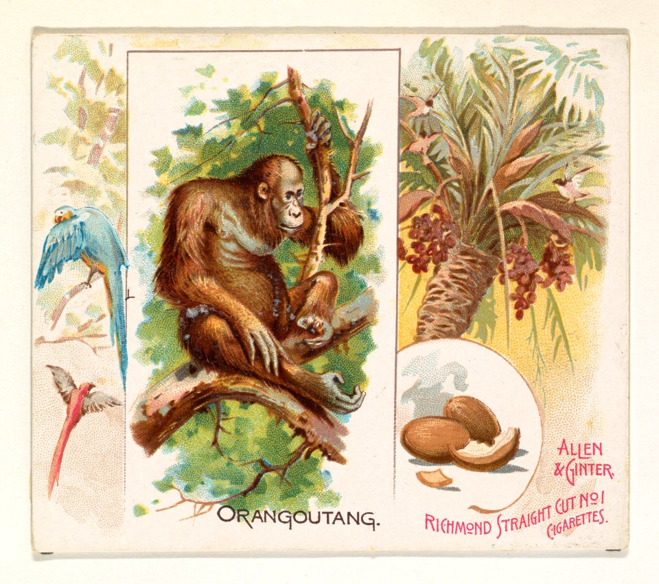 Orangoutang, from Quadrupeds series (N41) for Allen & Ginter Cigarettes MET DP839225