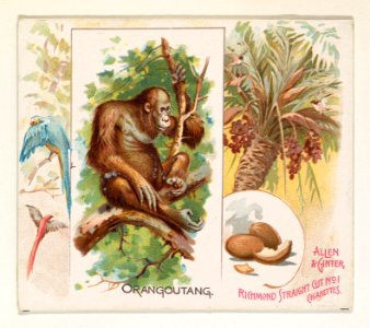 Orangoutang, from Quadrupeds series (N41) for Allen & Ginter Cigarettes MET DP839225