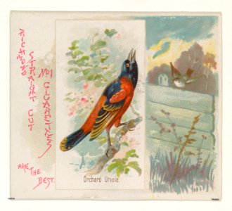 Orchard Oriole, from the Song Birds of the World series (N42) for Allen & Ginter Cigarettes MET DP839268