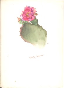 Opuntia Basilaris MET DP808336