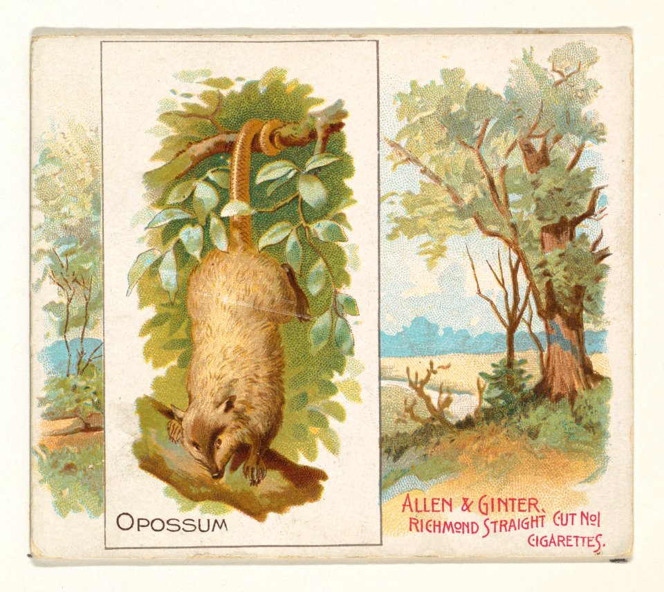 Opossum, from Quadrupeds series (N41) for Allen & Ginter Cigarettes MET DP839224