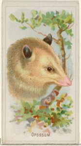 Opossum, from the Wild Animals of the World series (N25) for Allen & Ginter Cigarettes MET DP836500