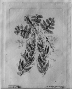 Ornament Design from Nouvelle Suite de Fleurs Idéale MET 50717