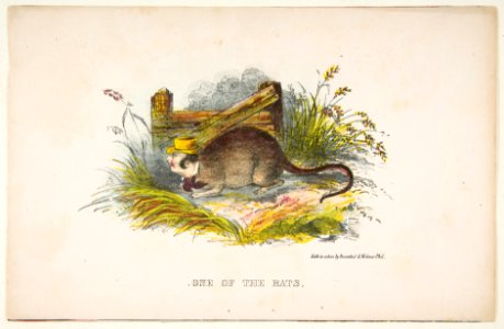 One of the Rats, from The Comic Natural History of the Human Race MET DP813073