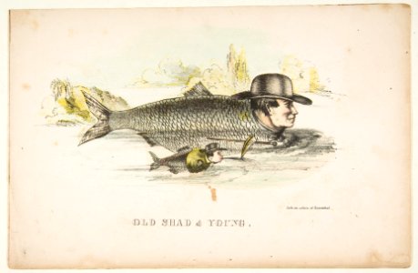 Old Shad & Young, from The Comic Natural History of the Human Race MET DP813081